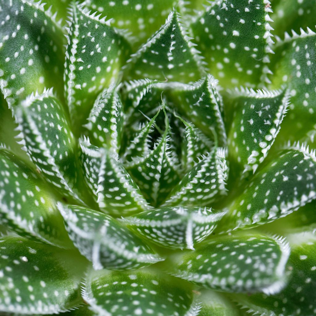 Aloe aristata  