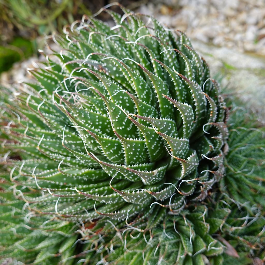 Aloe aristata  