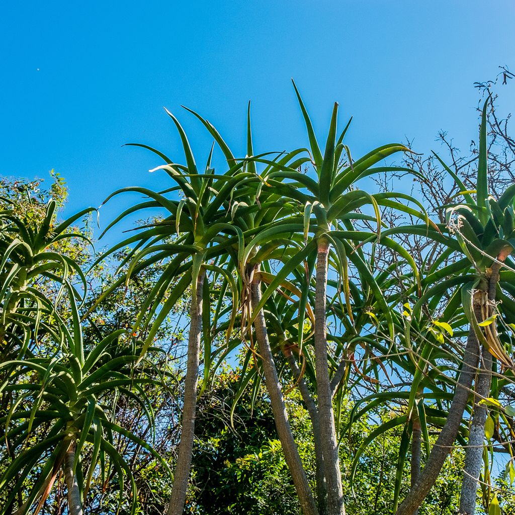 Aloe bainesii ou Aloe barberae - Aloès en arbre