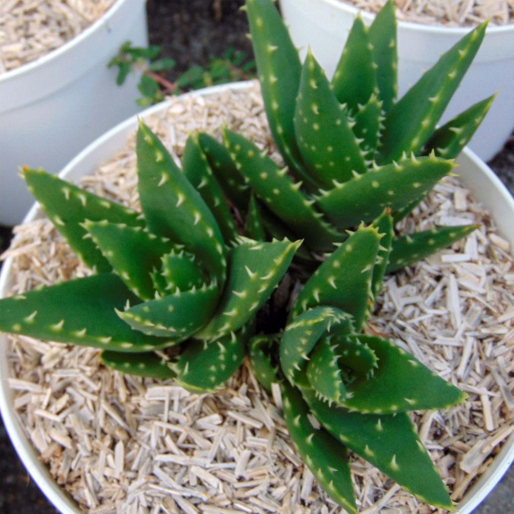 Aloe brevifolia - Aloès à feuilles courtes