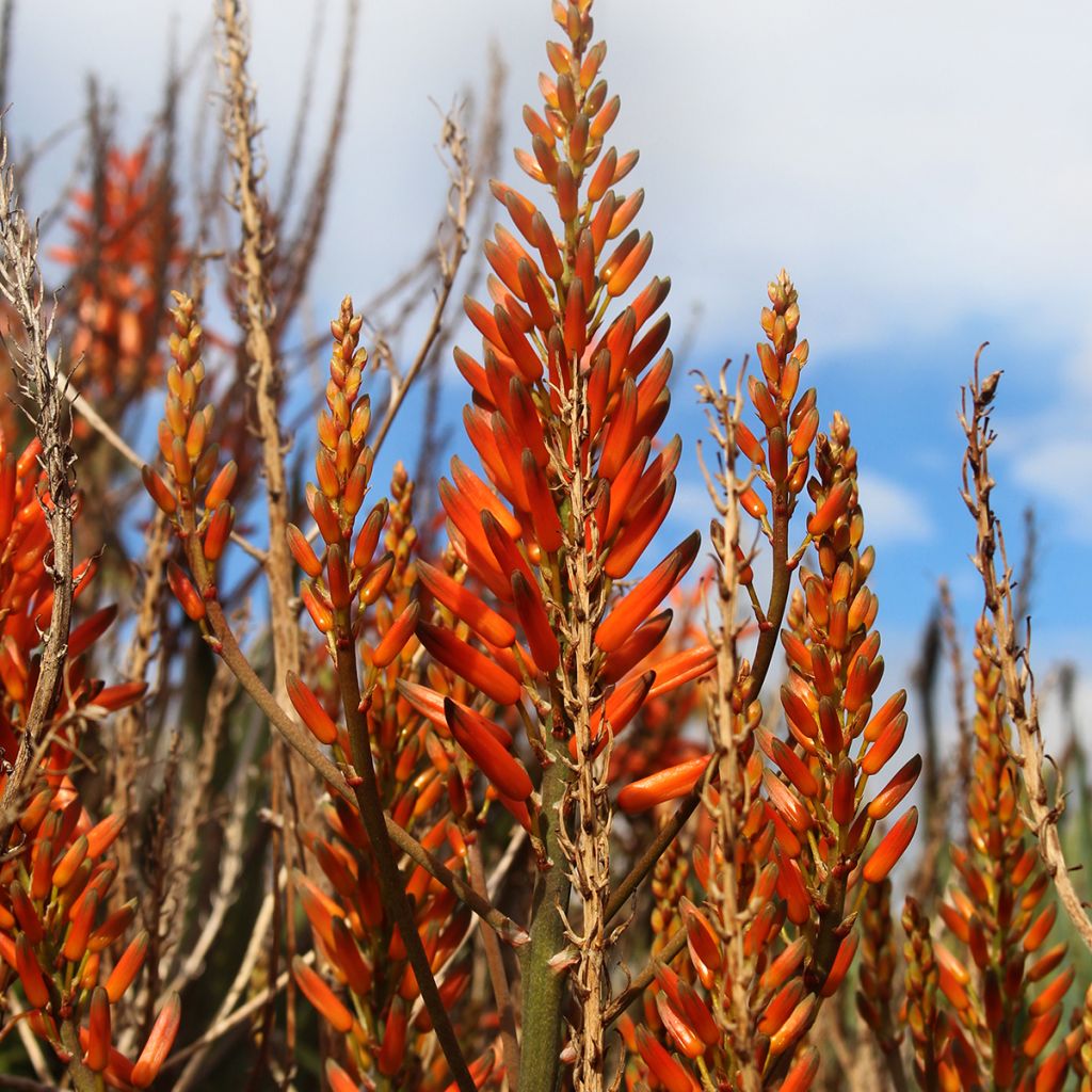 Aloe brevifolia  