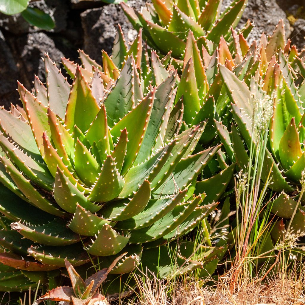 Aloe brevifolia  