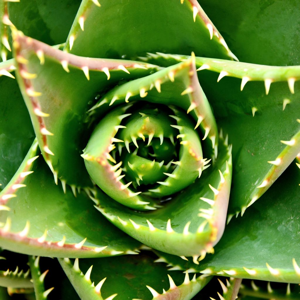 Aloe brevifolia  