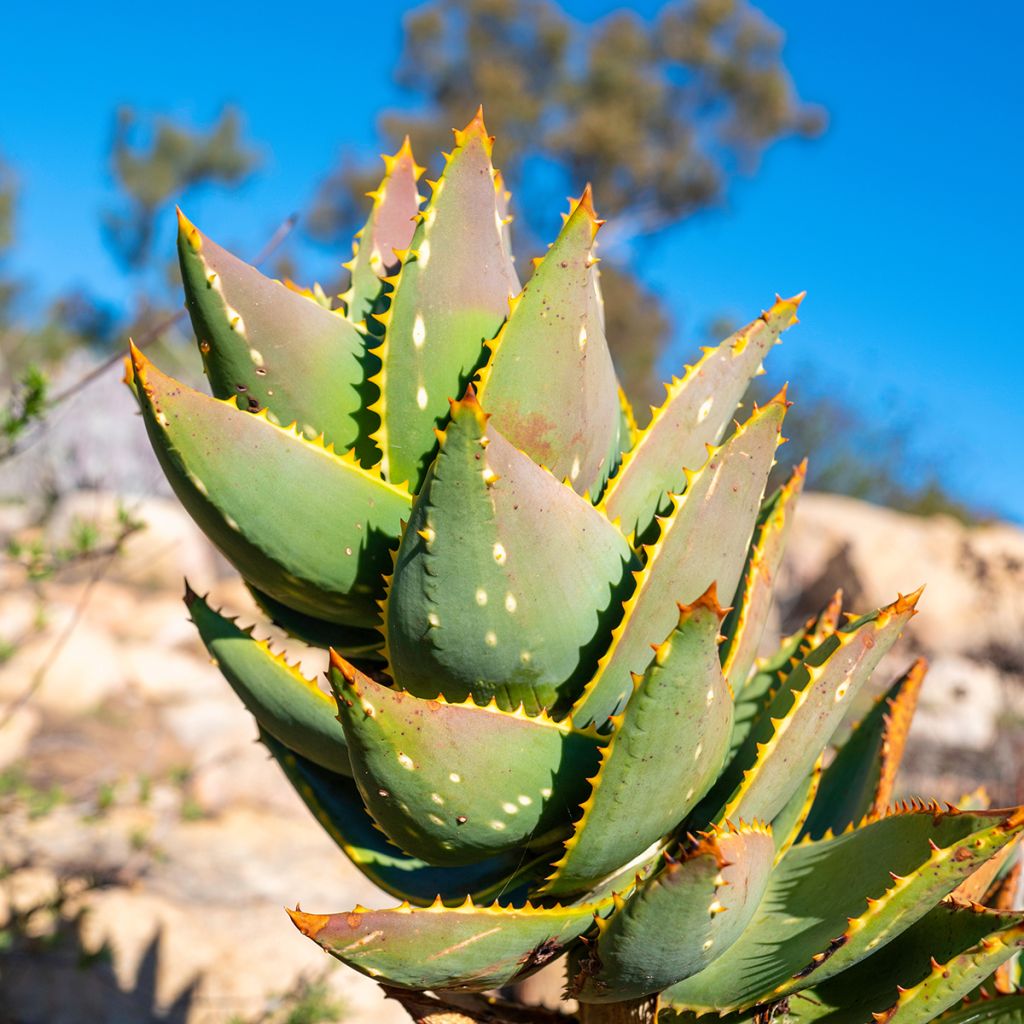 Aloe brevifolia  