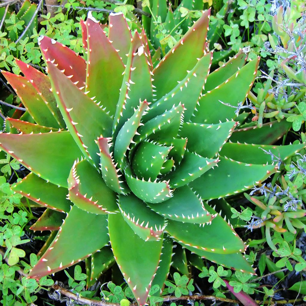 Aloe brevifolia  