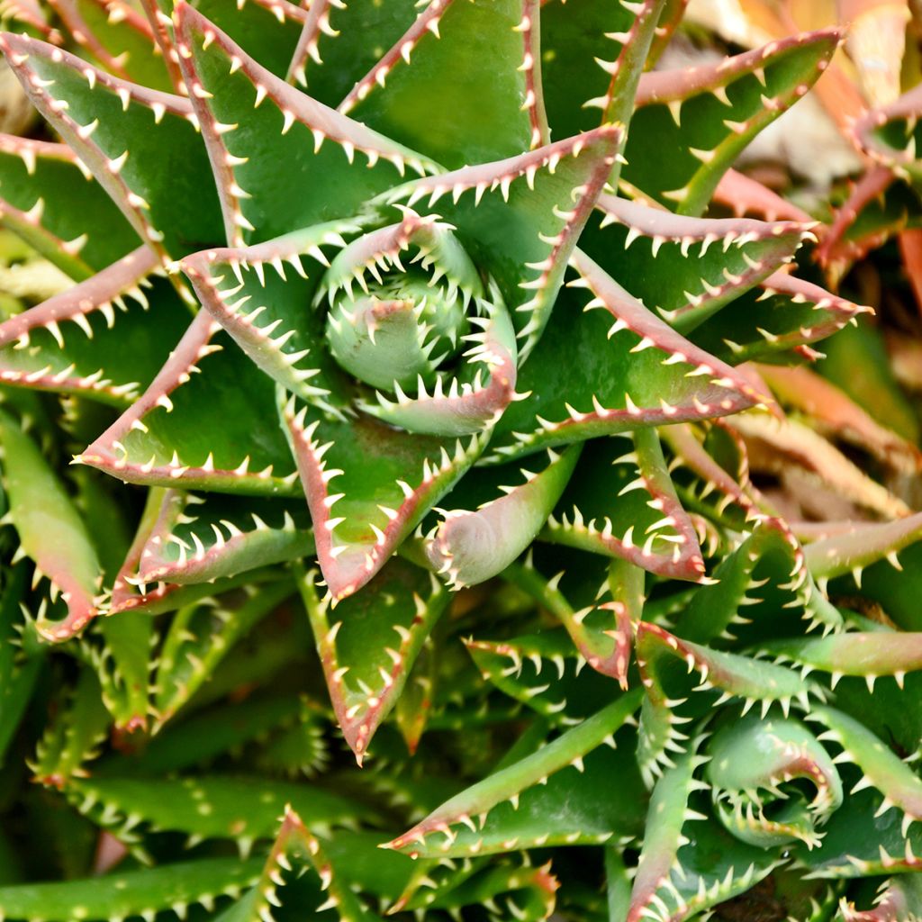 Aloe brevifolia  