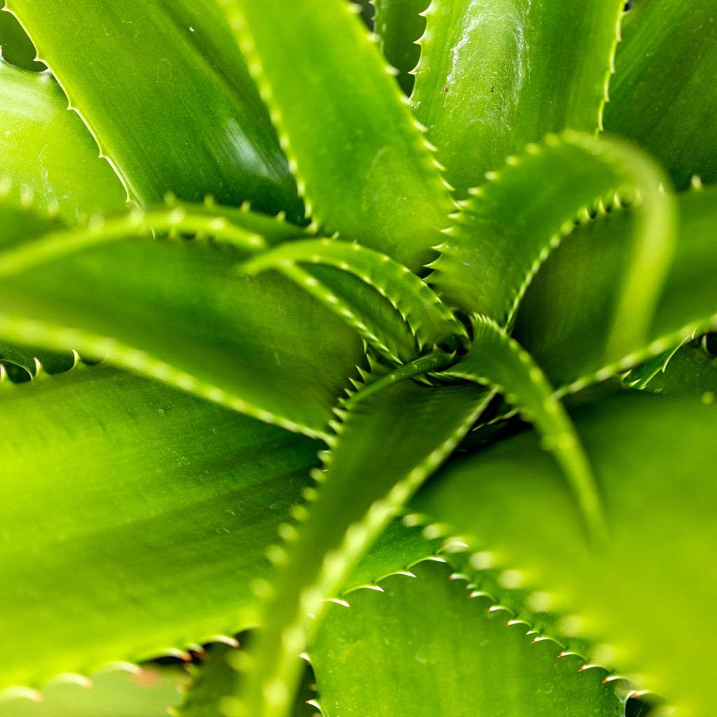 Aloe morogoroensis 