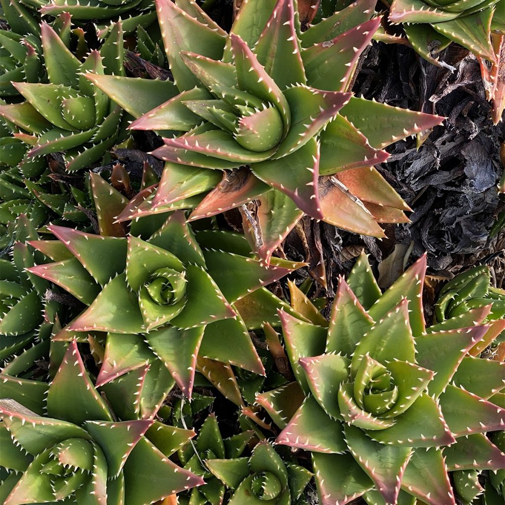 Aloe perfoliata (mitriformis)