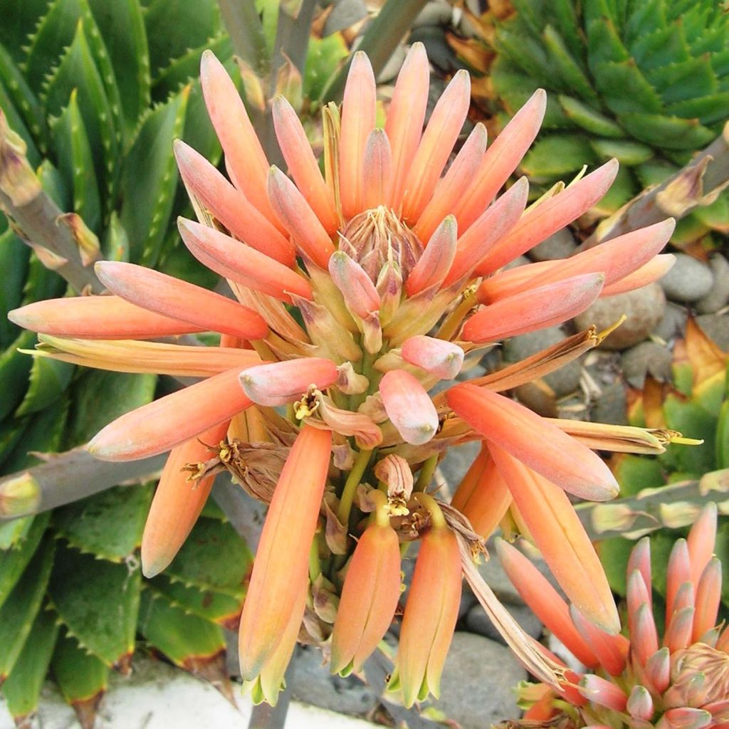 Aloe polyphylla - Aloes spirale