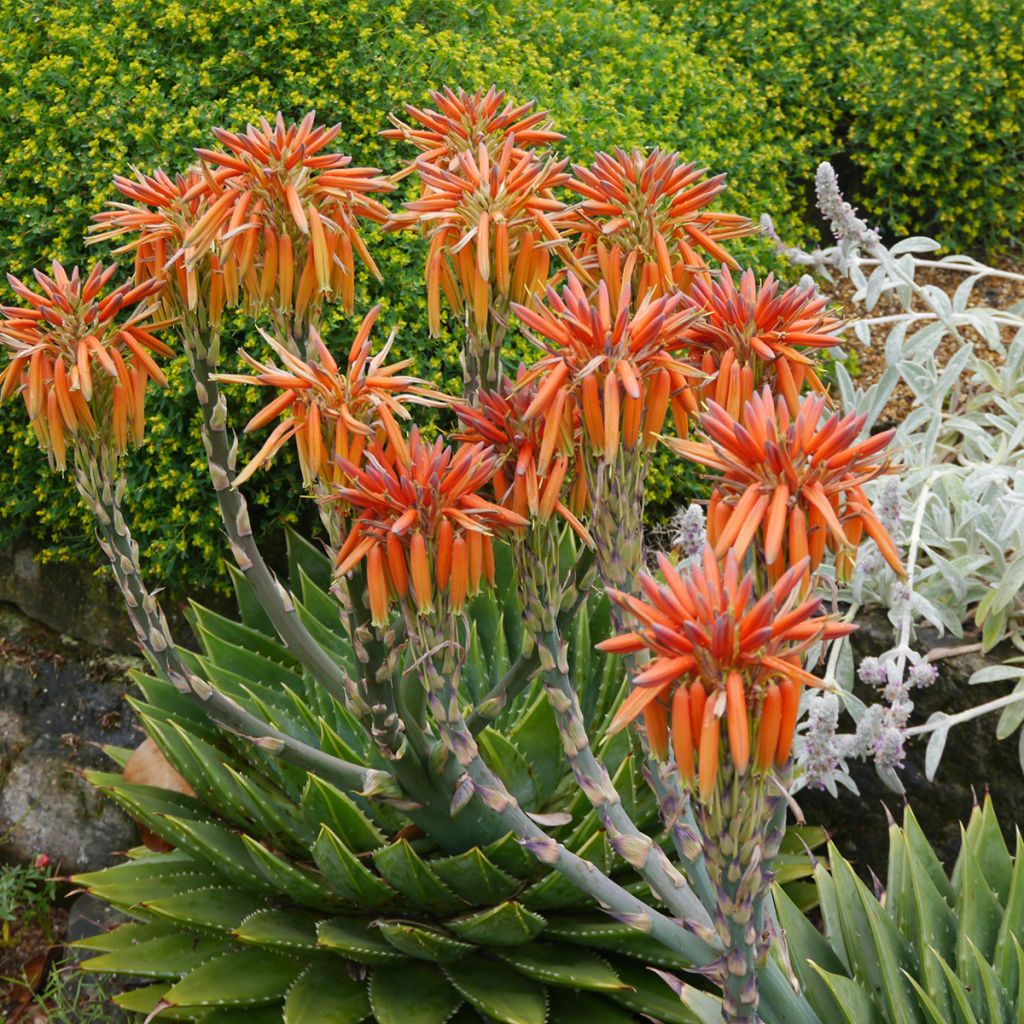 Aloe polyphylla  