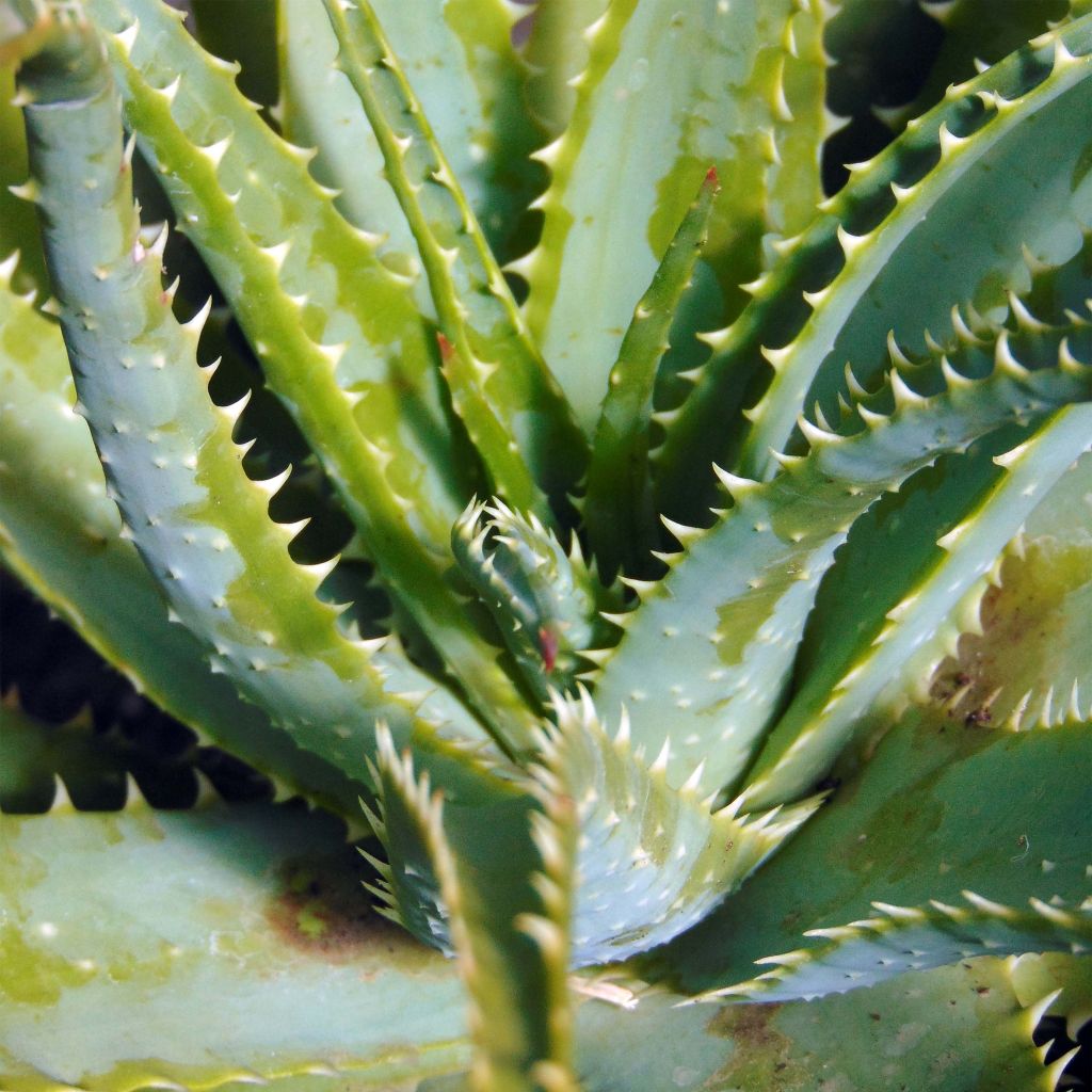 Aloe spinosissima - Aloès