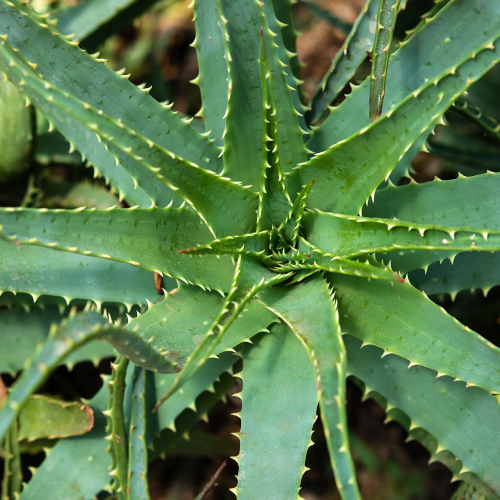 Aloe x spinosissima  