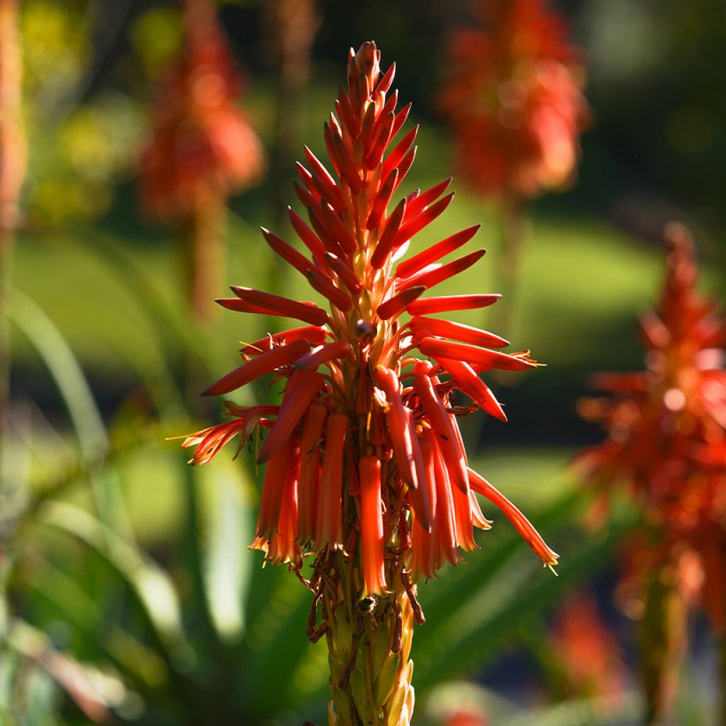 Aloe x spinosissima  