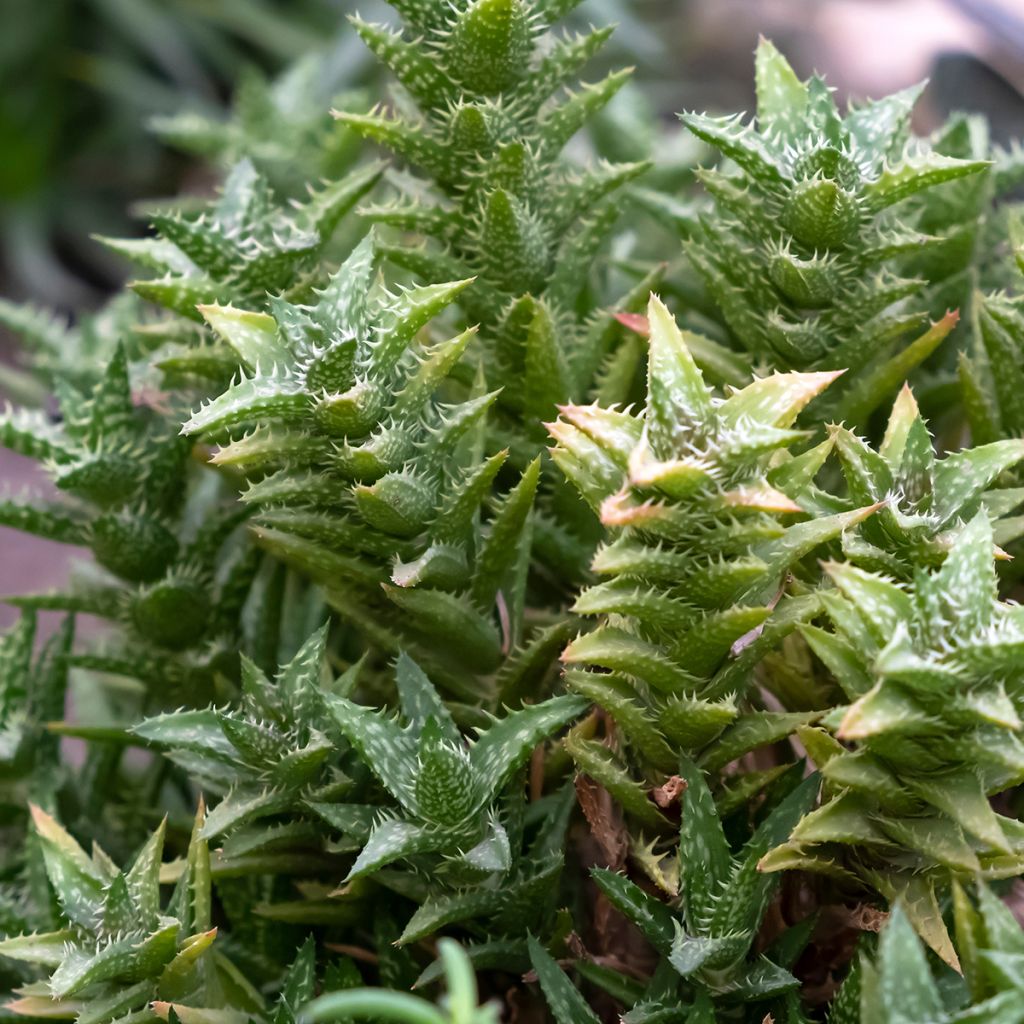 Aloe squarrosa 