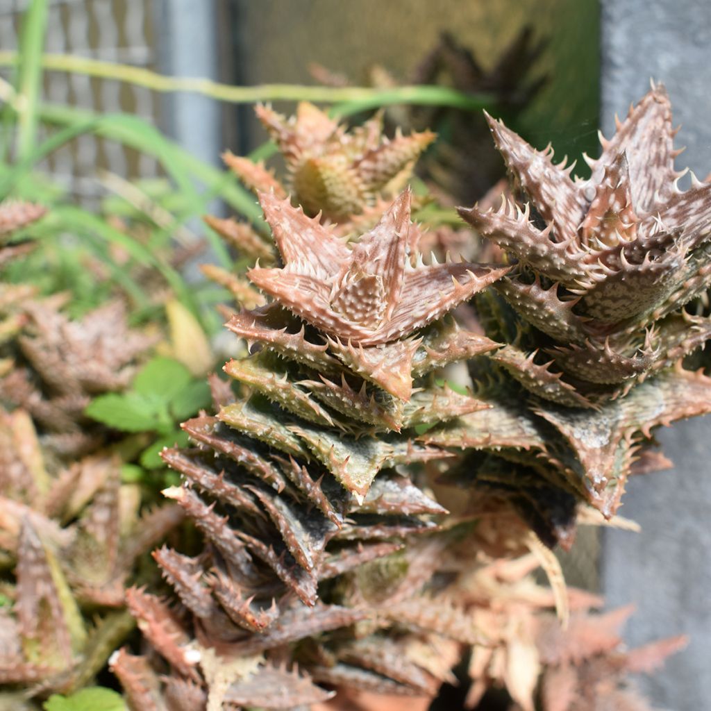 Aloe squarrosa 