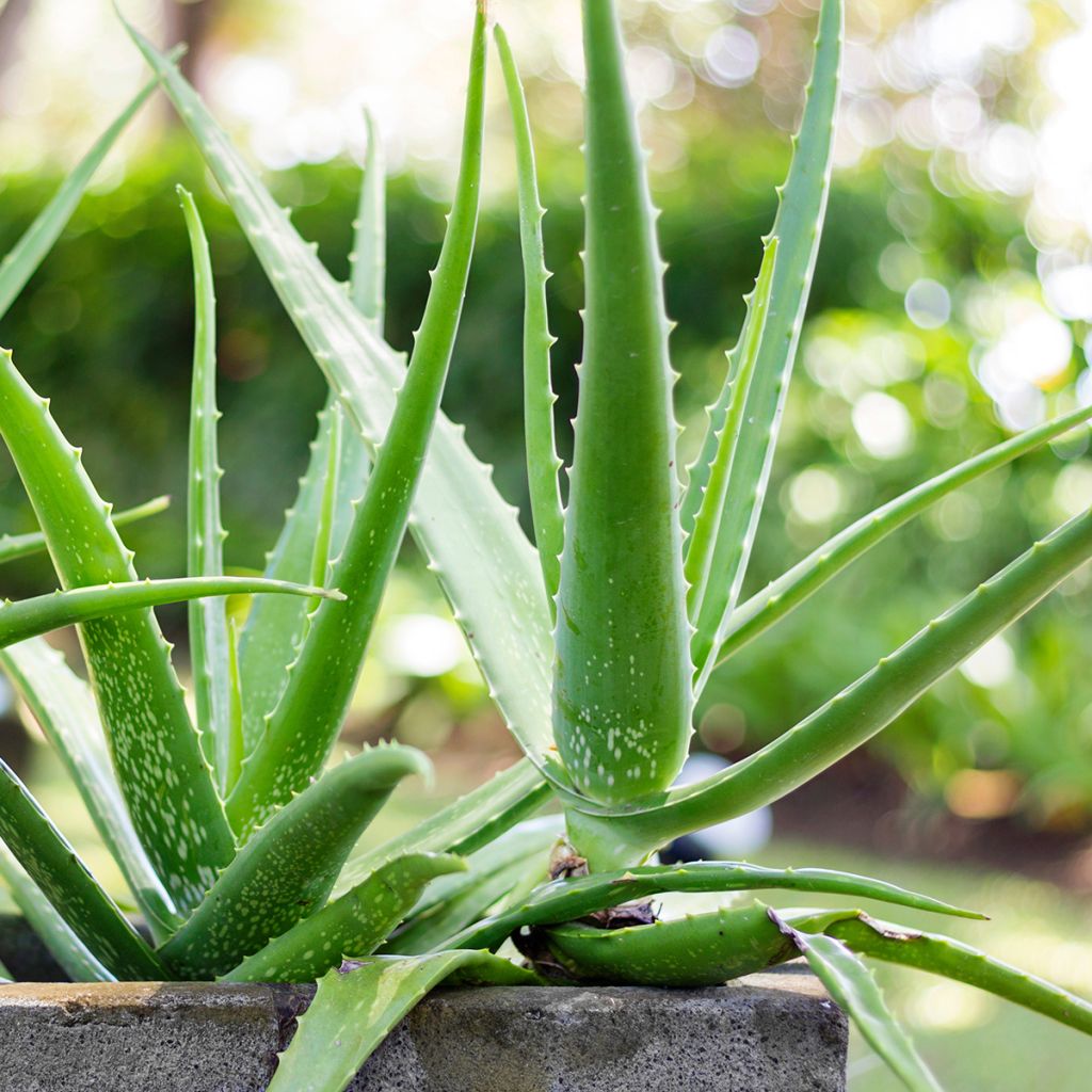 Aloe vera 