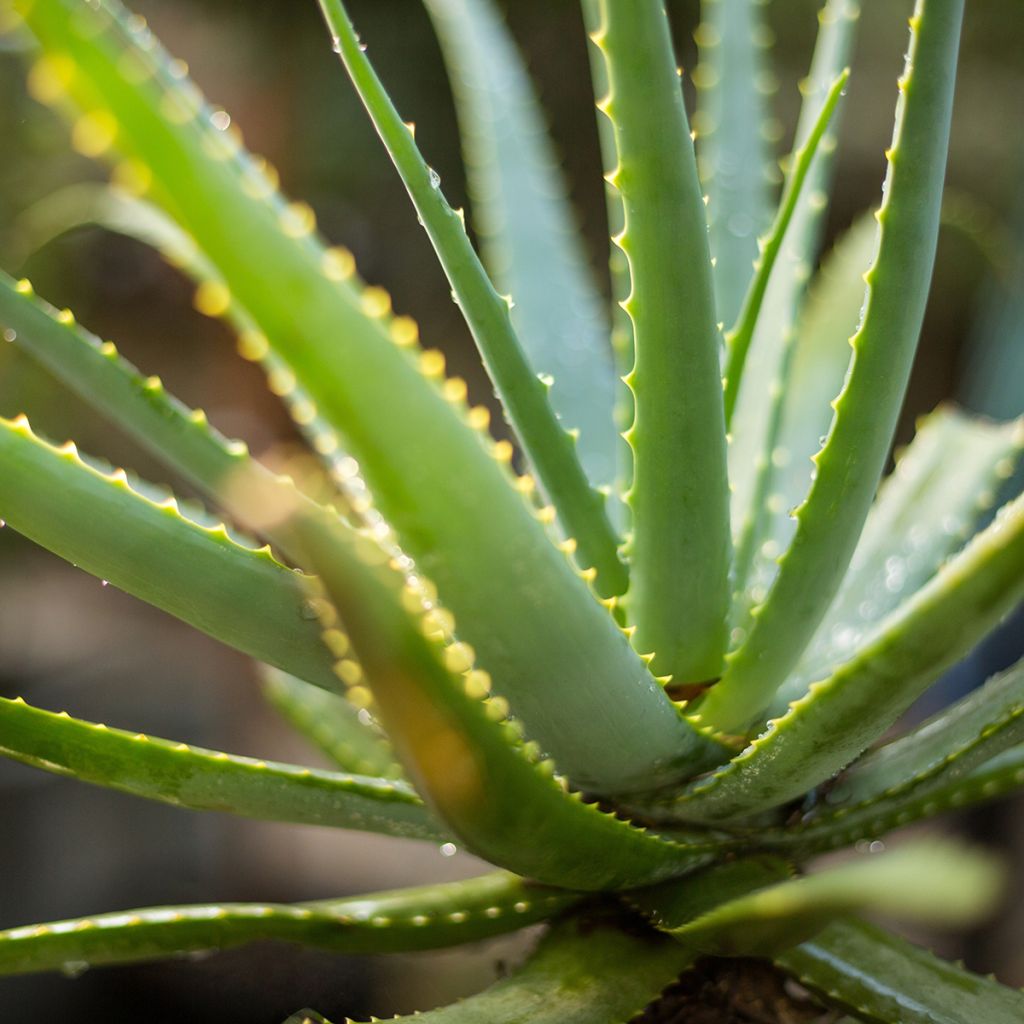 Aloe vera 