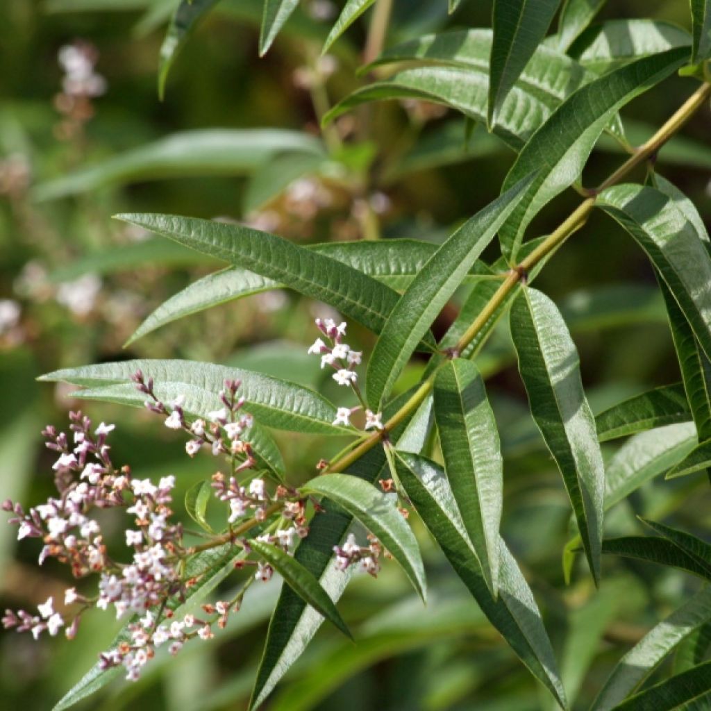 Aloysia triphylla