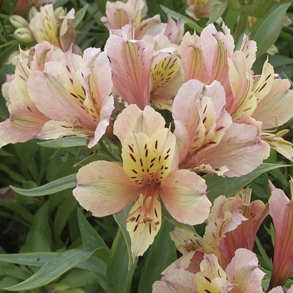 Alstroemeria Inca Ice - Peruvian Lily