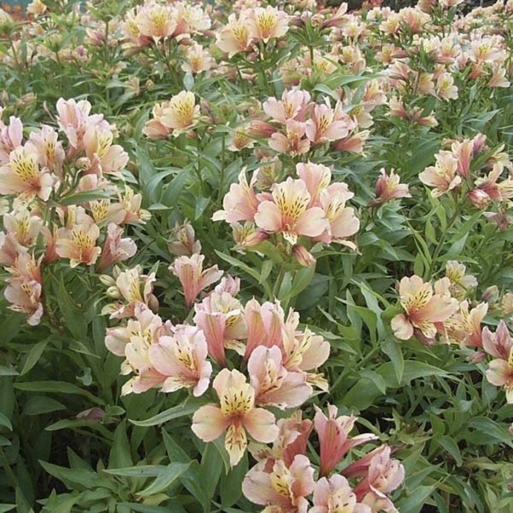 Alstroemère ou Alstroemeria Inca Ice