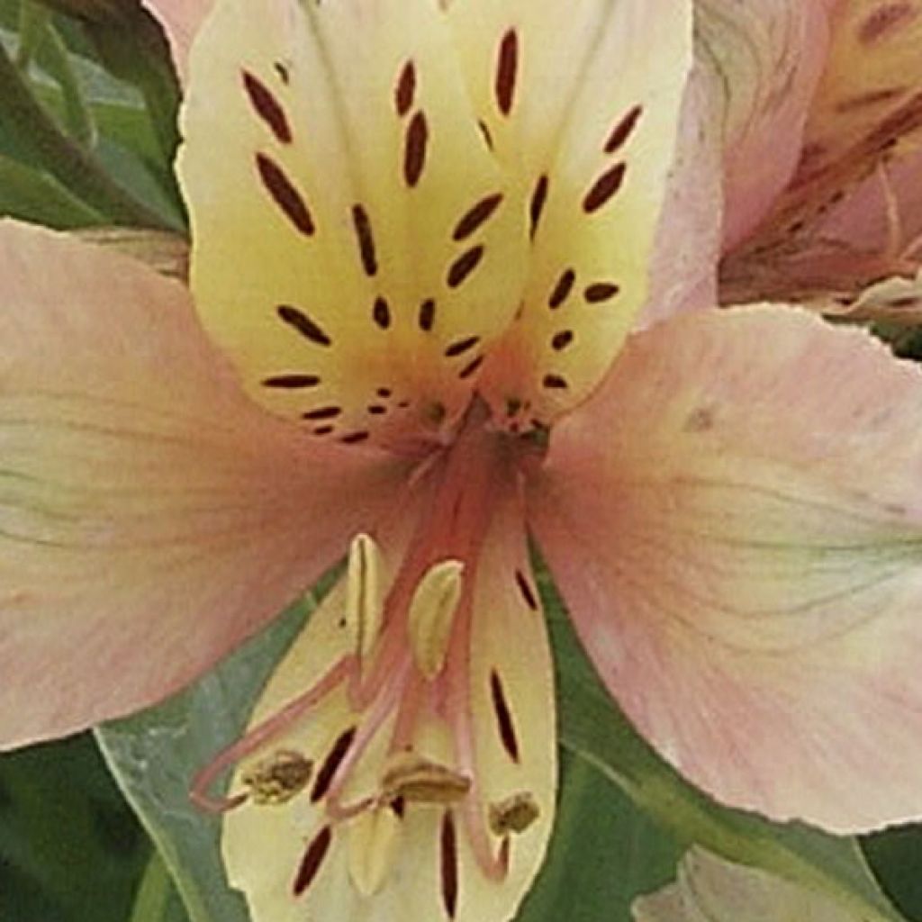 Alstroemeria Inca Ice - Peruvian Lily