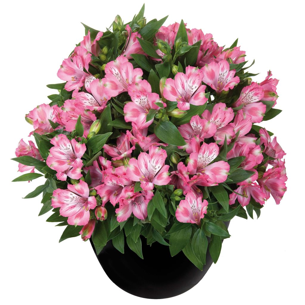 Alstroemeria Inticancha Imala