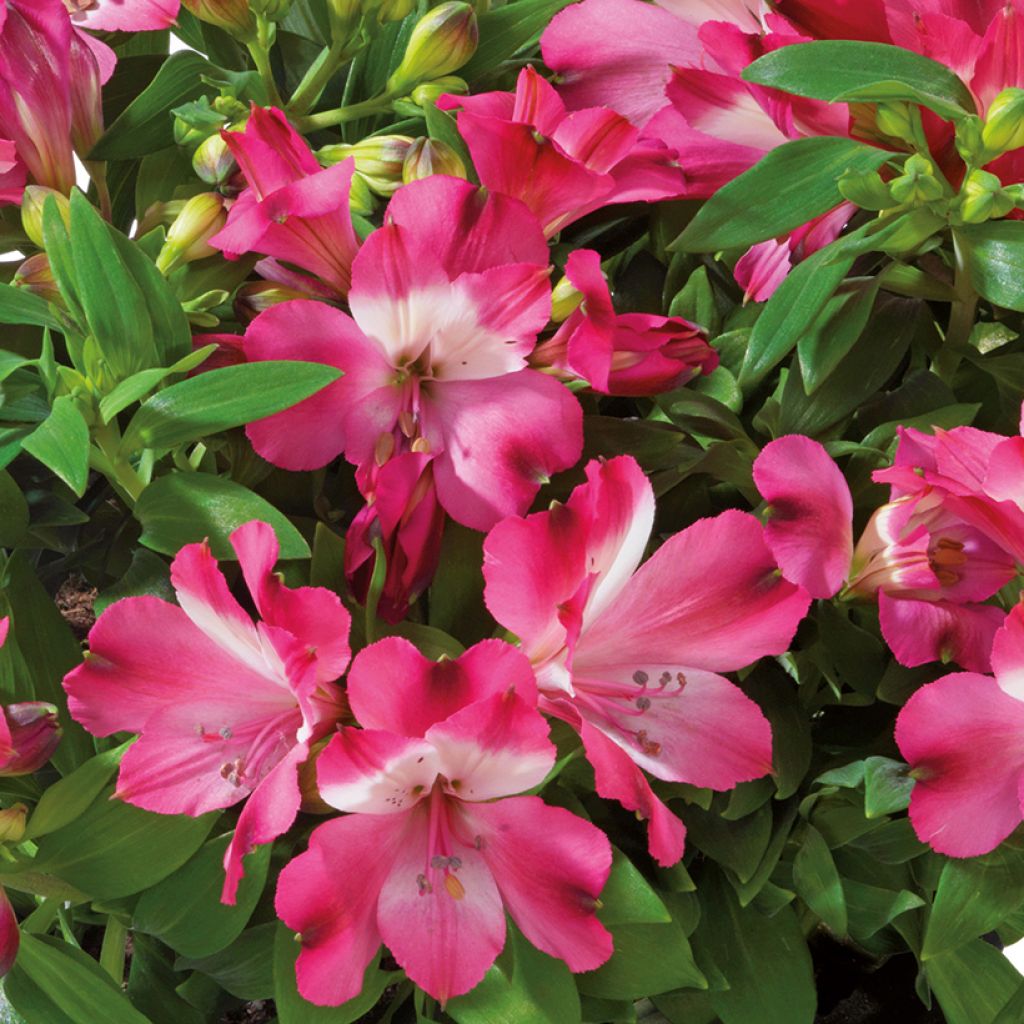 Alstroemeria Inticancha Romance - Peruvian lily