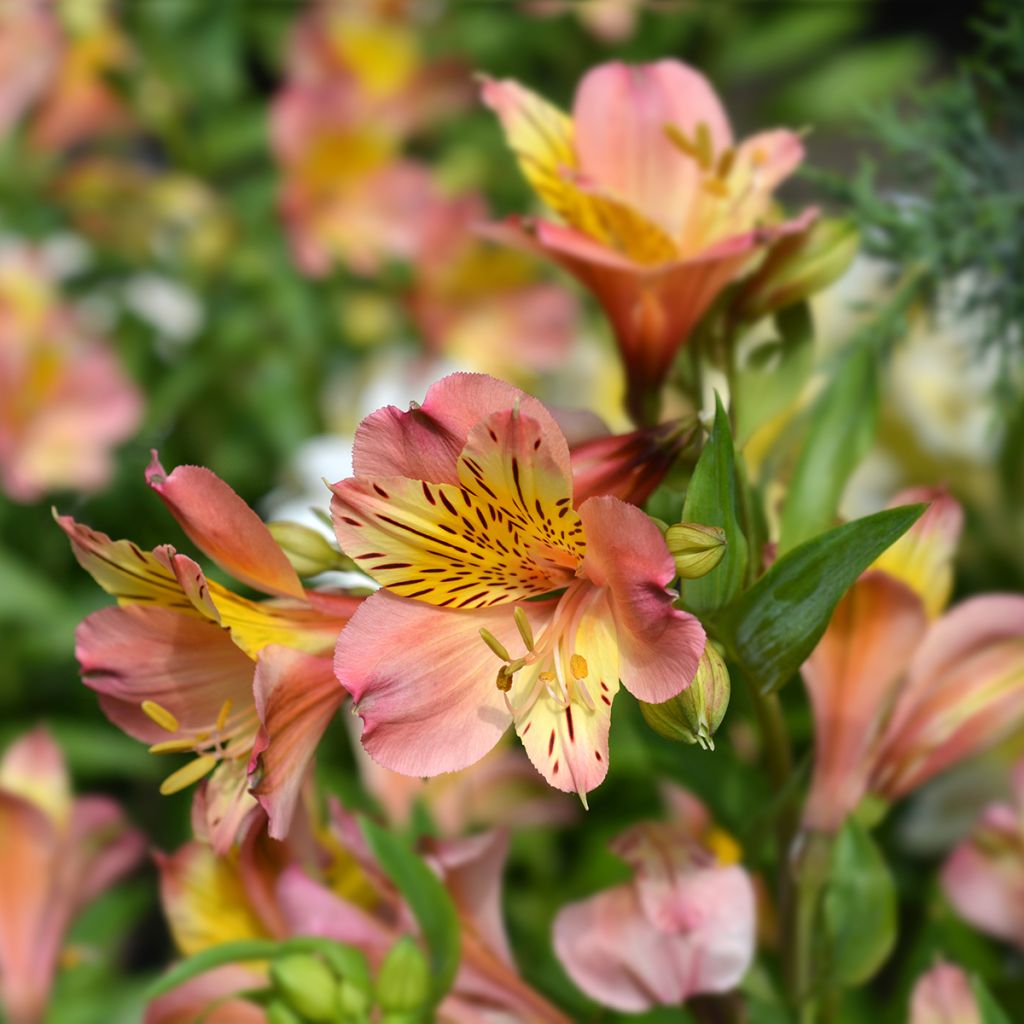 Alstroemeria Majestic Henri - Peruvian Lily