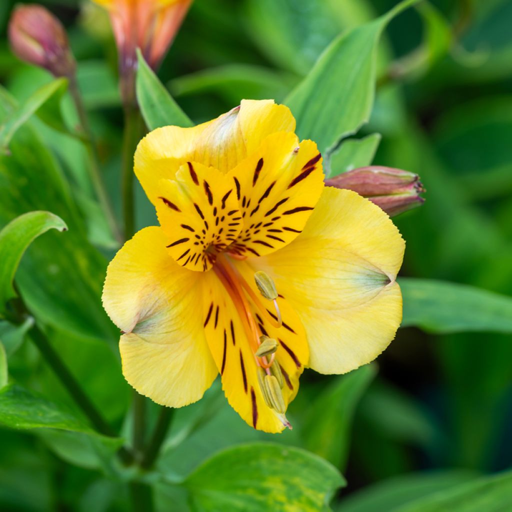 Alstroemeria New Yellow - Peruvian Lily