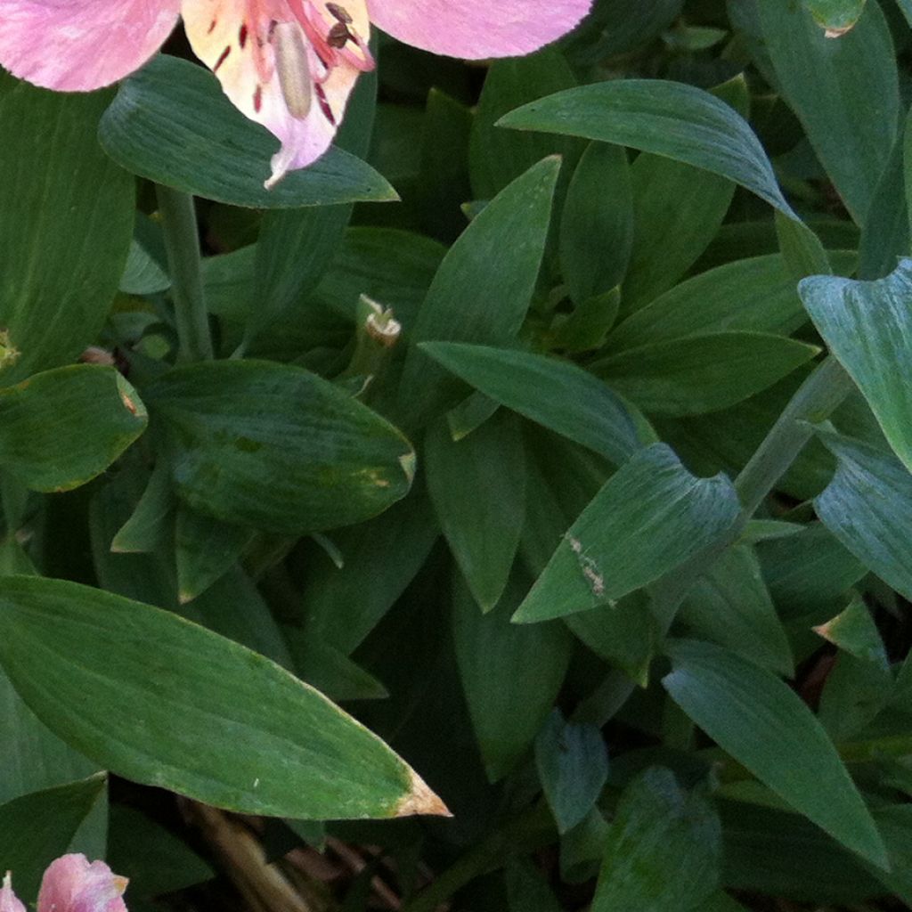 Alstroemeria ligtu-hybride