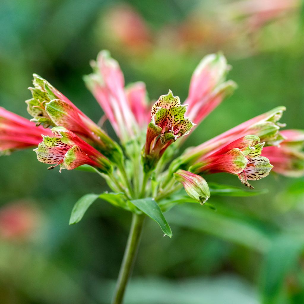 Alstroemeria psittacina - Lys des Incas, Alstroémère perroquet