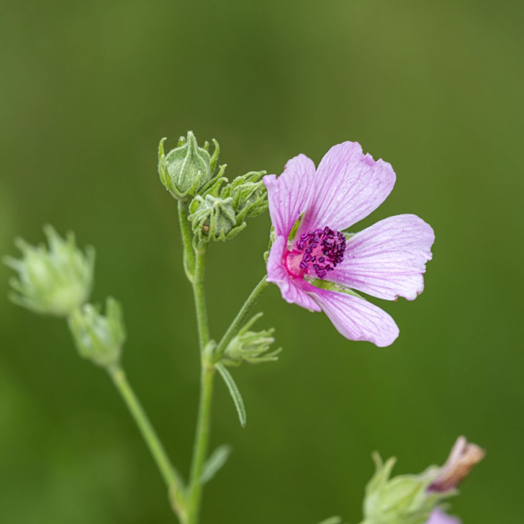 Althaea cannabina