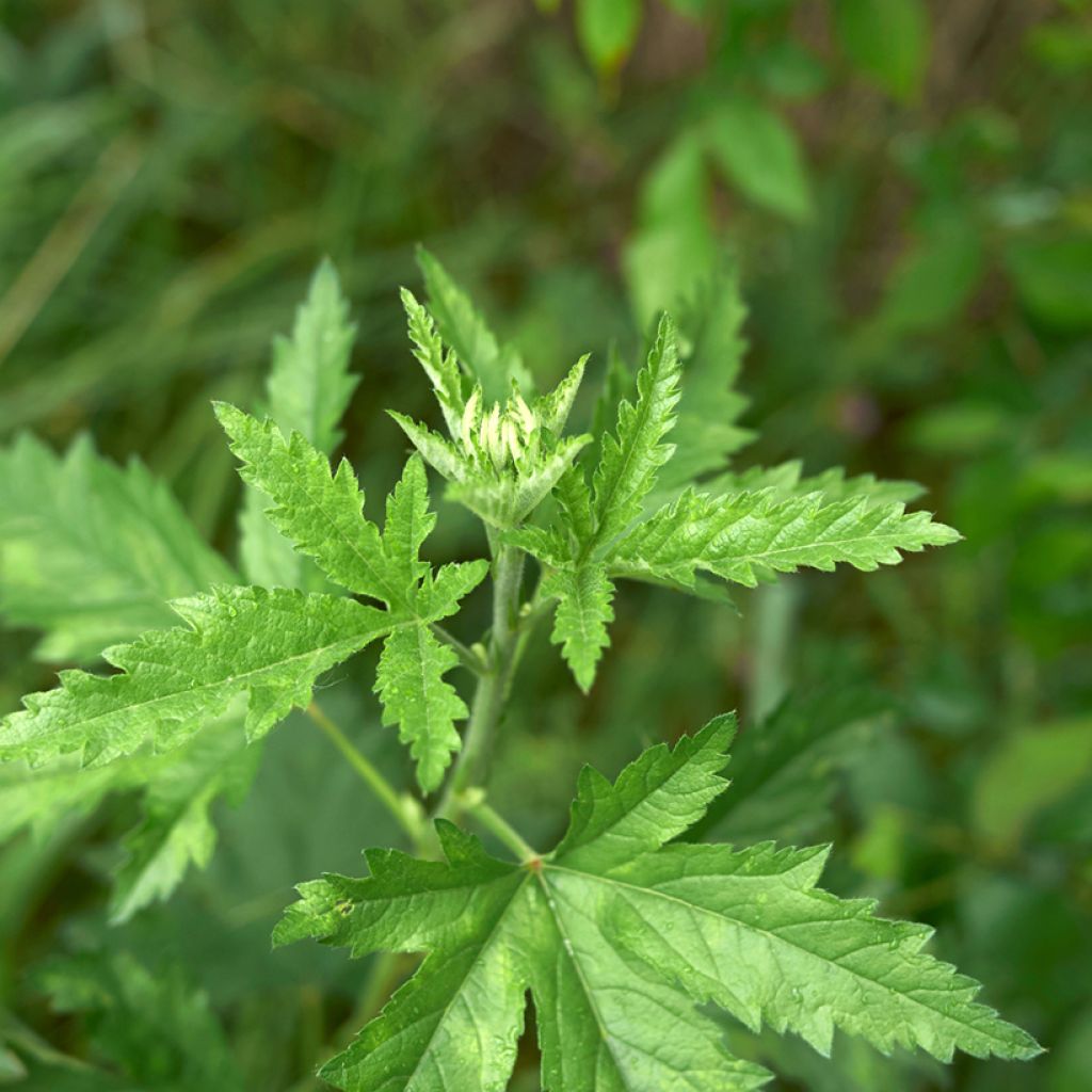 Althaea cannabina