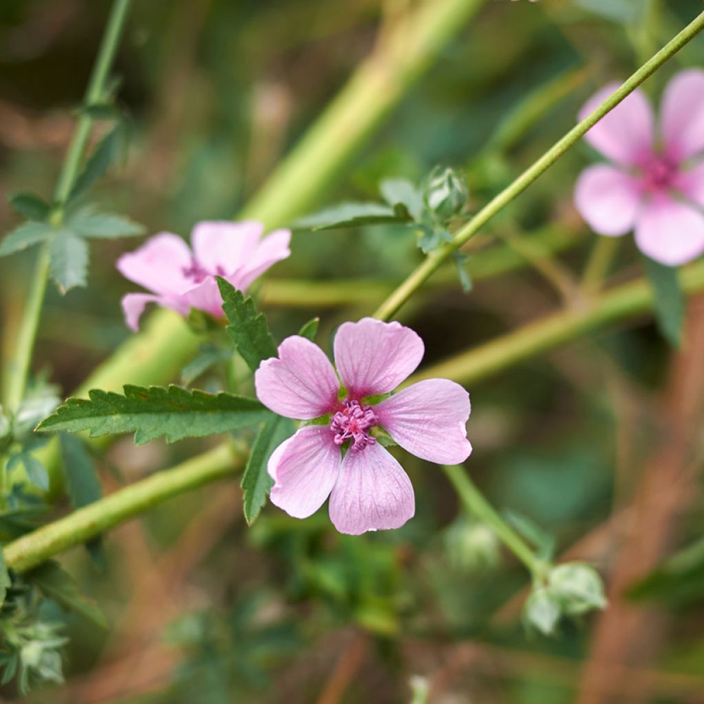 Althaea cannabina