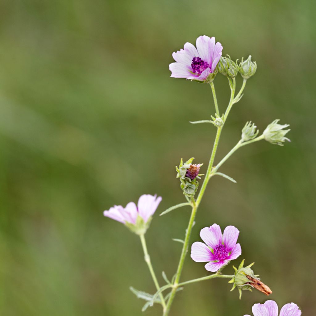 Althaea cannabina