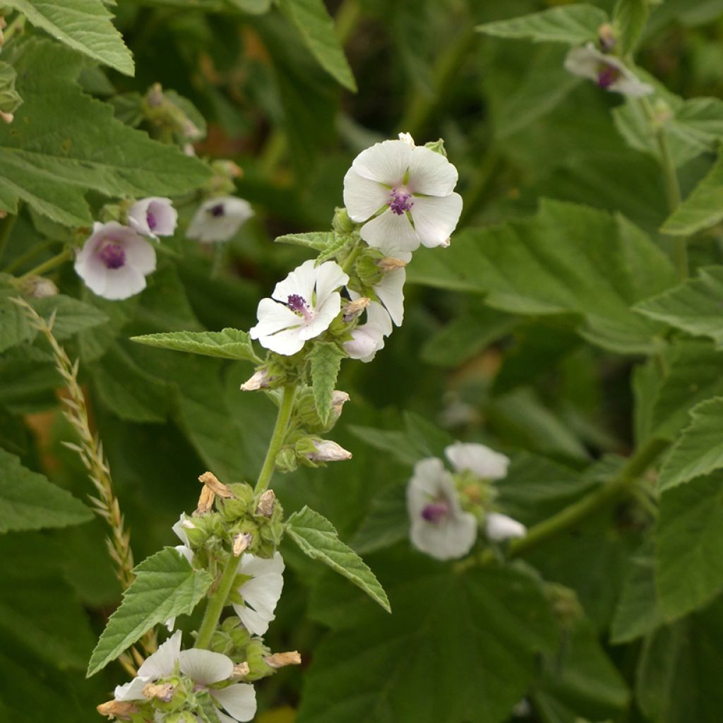 Guimauve officinale - Althaea officinalis