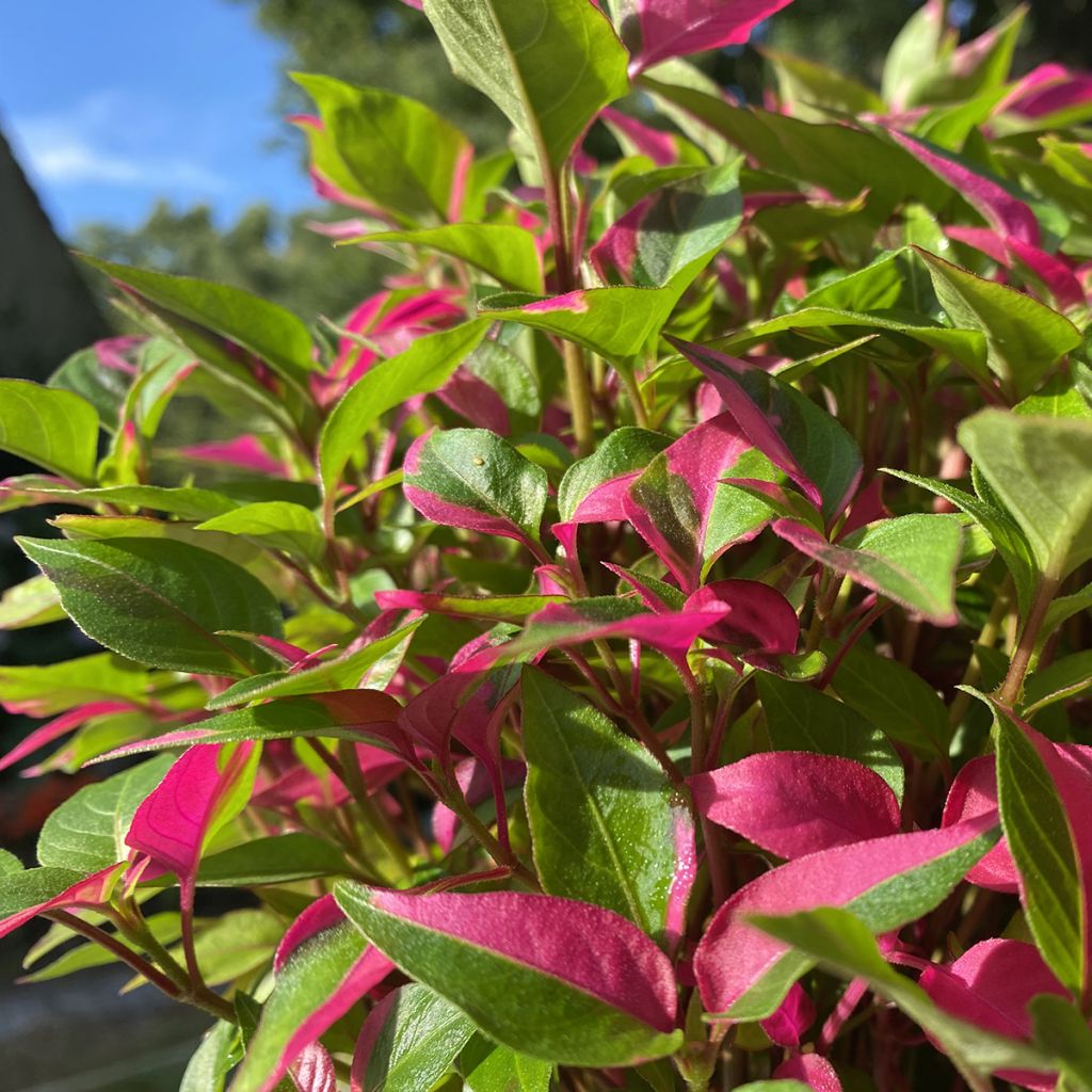 Alternanthera ficoidea Party Time - Joseph's Coat