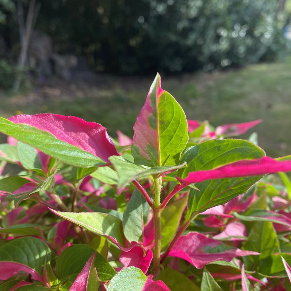 Alternanthera ficoidea Party Time - Joseph's Coat