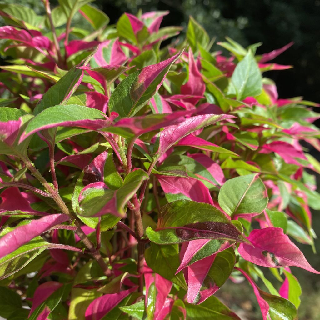 Alternanthera ficoidea Party Time - Joseph's Coat