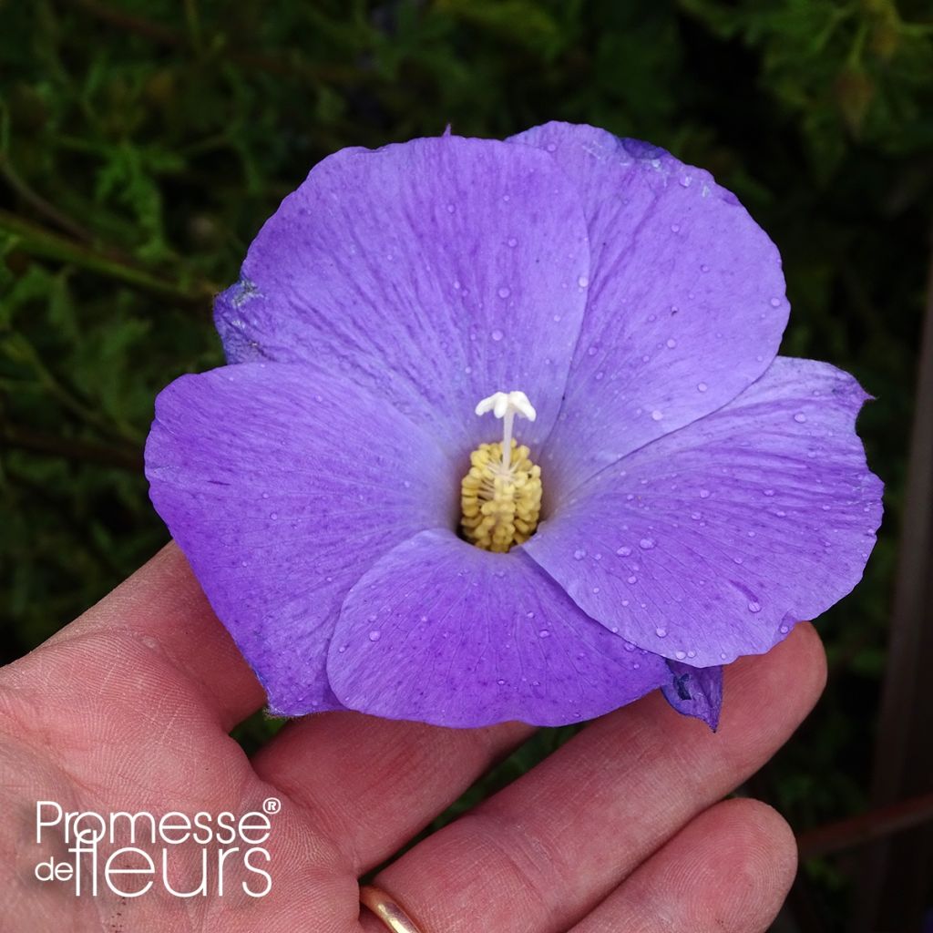 Alyogyne huegelii - Hibiscus bleu d'Australie