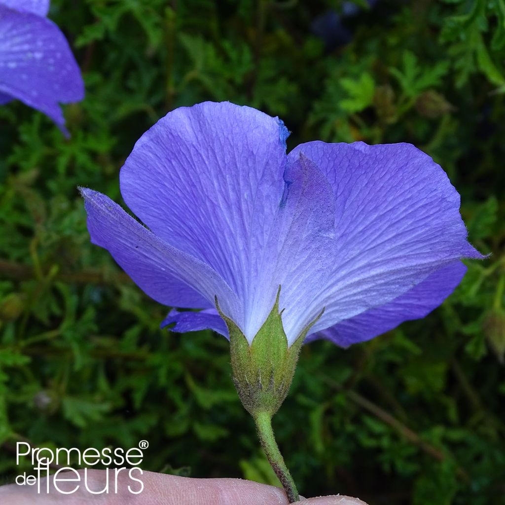 Alyogyne huegelii - Hibiscus bleu d'Australie