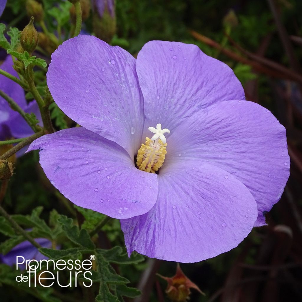 Alyogyne huegelii - Hibiscus bleu d'Australie