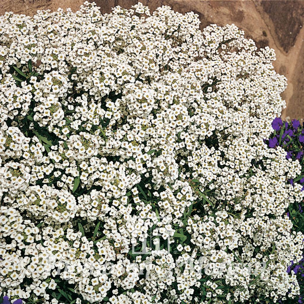 Lobularia maritima Carpet Of Snow - Sweet Alyssum seeds - Sweet Alyssum