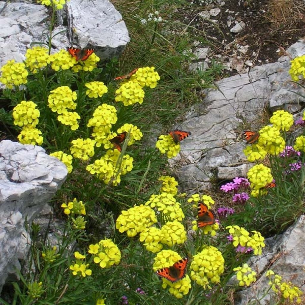 Alyssum Montanum Berggold ou Aurinia Montanum Berggold