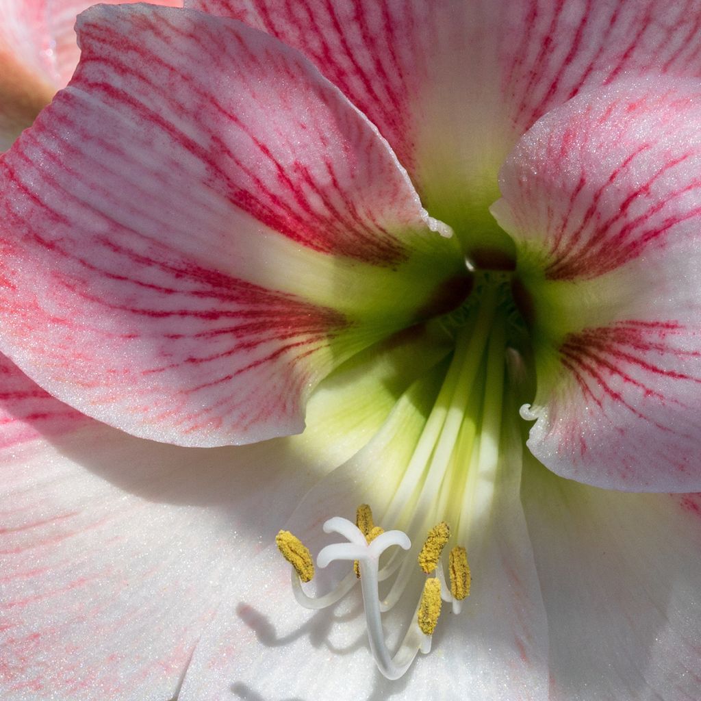 Hippeastrum Apple Blossom - Amaryllis