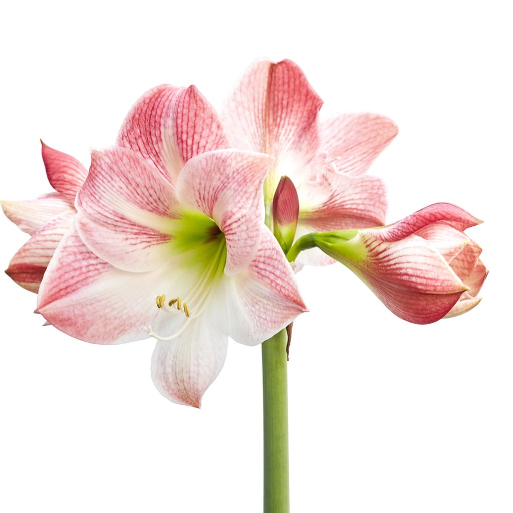 Hippeastrum Apple Blossom - Amaryllis