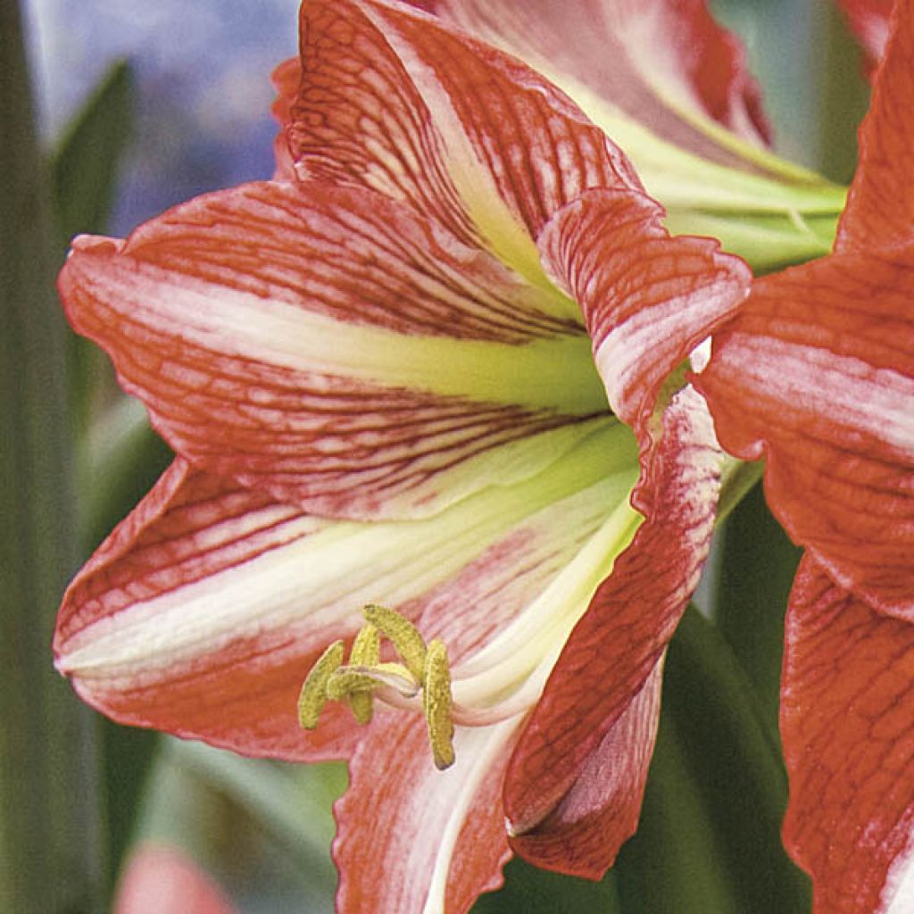 Amaryllis Baby Star