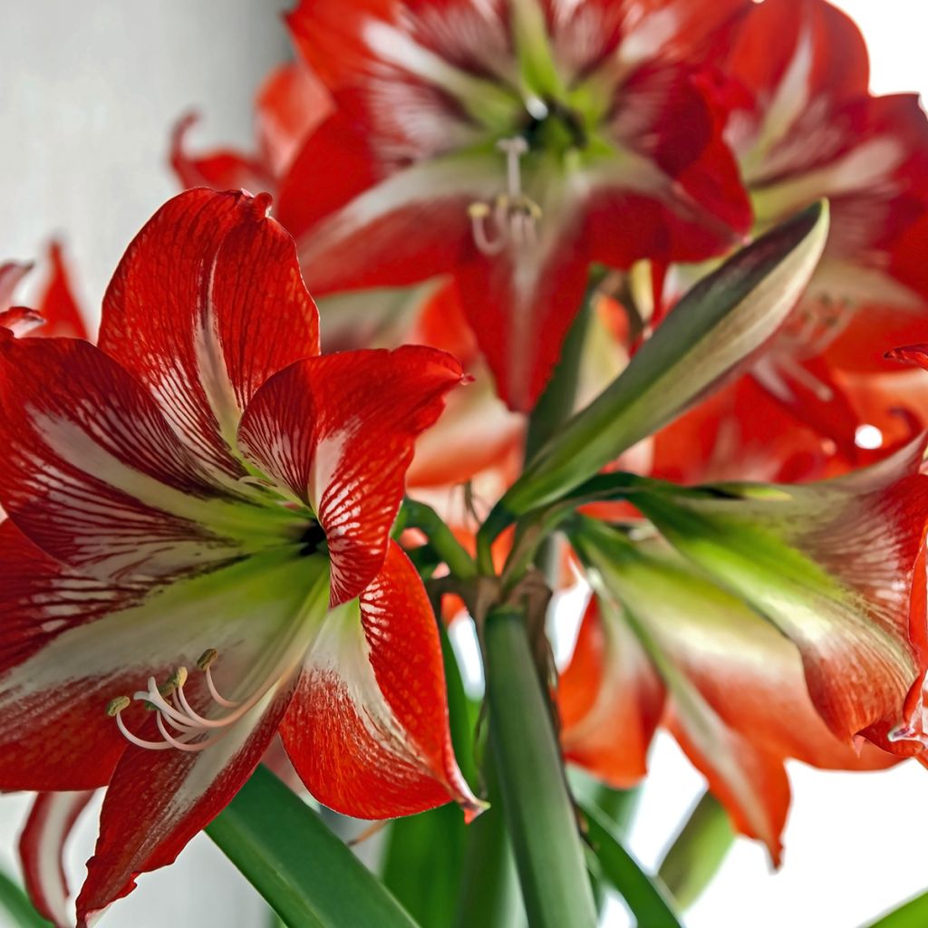 Hippeastrum Baby Star - Amaryllis