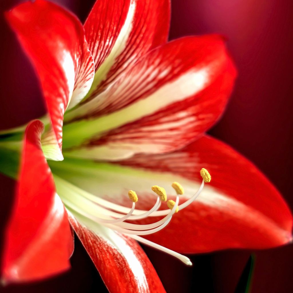 Hippeastrum Baby Star - Amaryllis