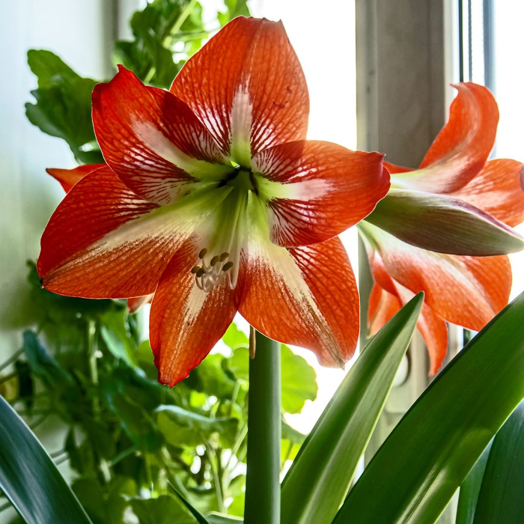 Hippeastrum Baby Star - Amaryllis